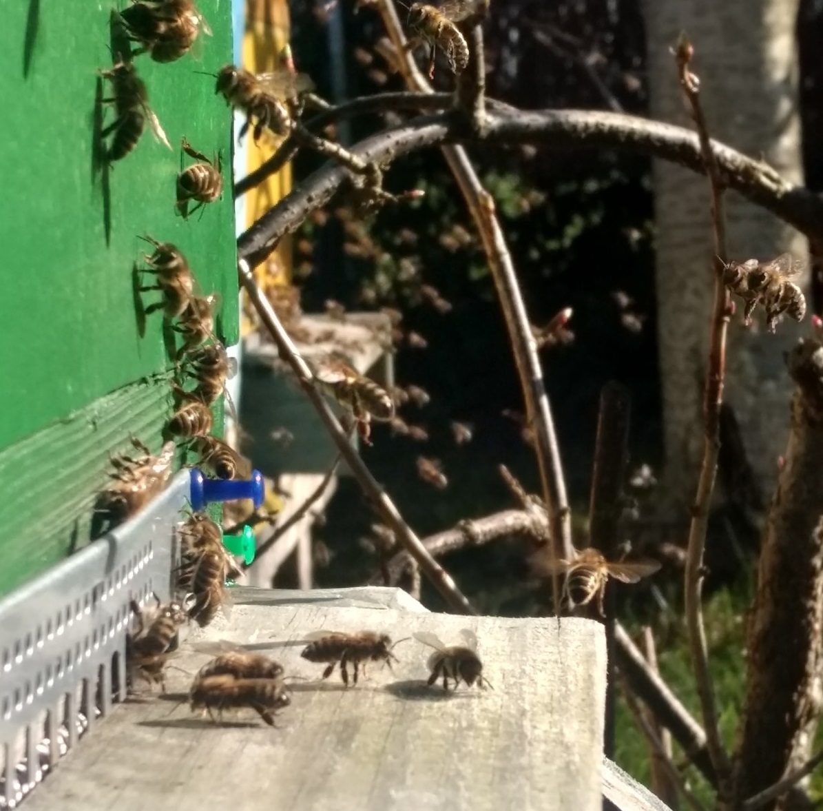 Pierwszy oblot po zimowli i pyłek