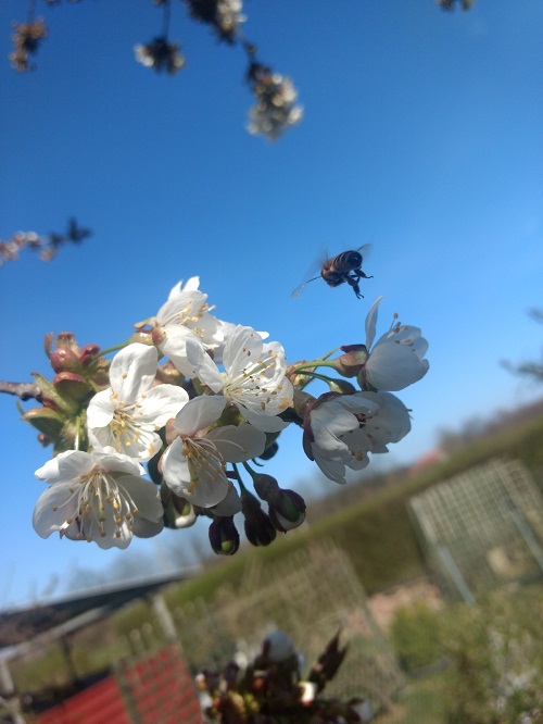 Czy udało się zdobyć matkę i czy  rodzina została  uratowana? zakupy do pasieki
