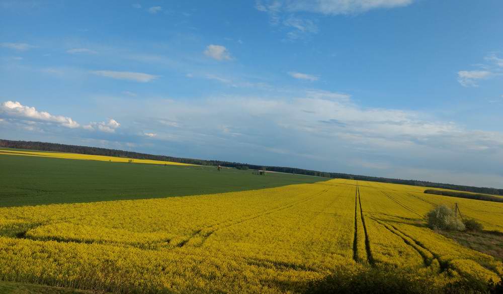 Miodnie na ule- kwitnie rzepak