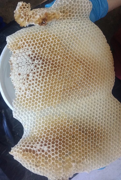 dzika zabudowa z miodem