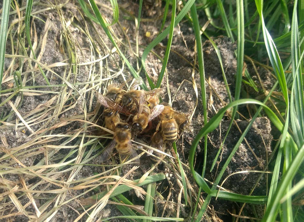 okłebienie szerszenia