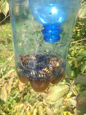 Jak pozbyć się szerszeni?