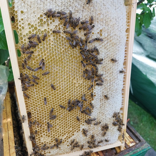 ramka z miodem rzepakowym